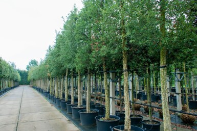 Quercus suber haute-tige 12/14