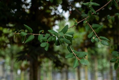 Quercus suber haute-tige 12/14