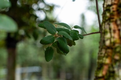 Quercus suber haute-tige 12/14