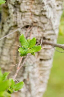 Quercus suber cépée