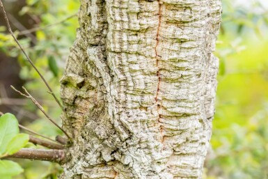 Quercus suber cépée