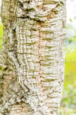 Quercus suber cépée