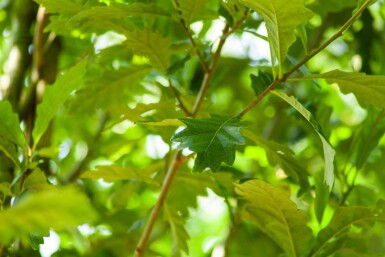 Quercus x warei 'Regal Prince' haute-tige