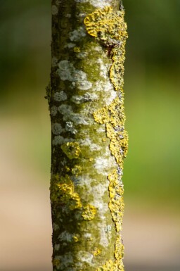 Quercus x warei 'Regal Prince' haute-tige