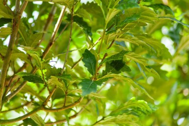 Quercus x warei 'Regal Prince' haute-tige
