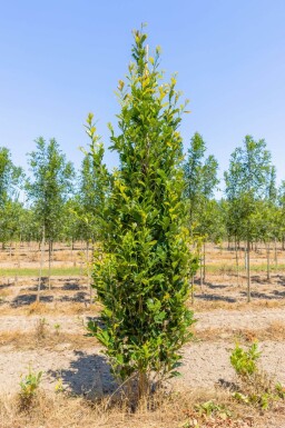 Quercus x warei 'Regal Prince' baliveau