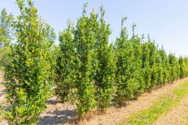 Quercus x warei 'Regal Prince' baliveau