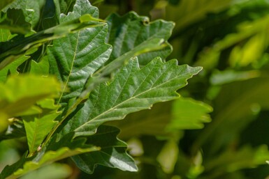 Quercus x warei 'Regal Prince' baliveau
