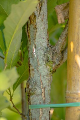Quercus x warei 'Regal Prince' baliveau