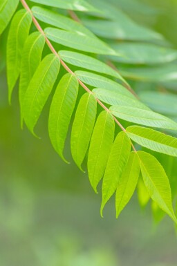 Rhus typhina