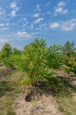 Rhus typhina cépée 250-300