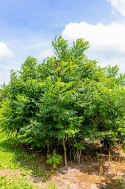 Rhus typhina cépée 250-300