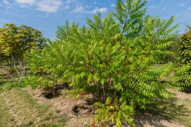 Rhus typhina cépée 250-300