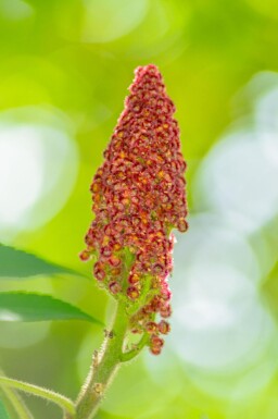 Rhus typhina cépée 250-300