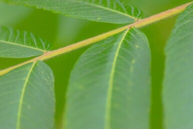 Rhus typhina cépée 250-300