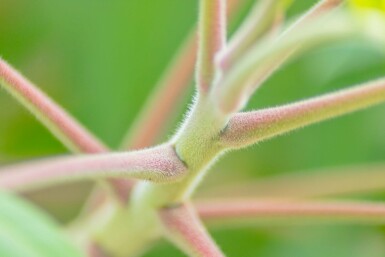 Rhus typhina cépée 250-300