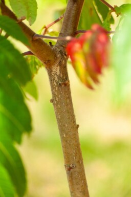 Rhus typhina cépée 250-300