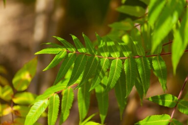 Rhus typhina cépée 250-300