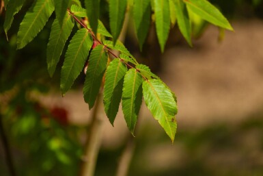 Rhus typhina cépée 250-300