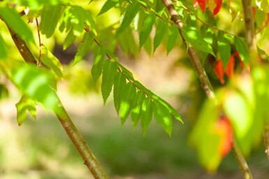 Rhus typhina cépée 250-300
