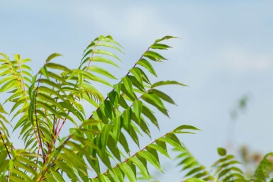 Rhus typhina cépée 250-300