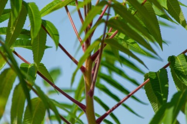 Rhus typhina cépée 250-300