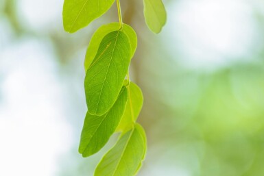 Robinia x margaretta 'Pink Cascade' haute-tige