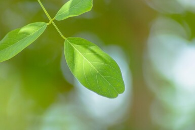Robinia x margaretta 'Pink Cascade' haute-tige