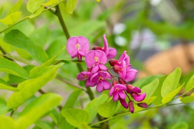 Robinia x margaretta 'Pink Cascade' haute-tige