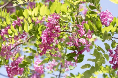 Robinia x margaretta 'Pink Cascade' haute-tige