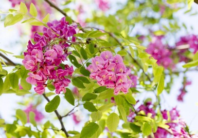 Robinia x margaretta 'Pink Cascade' haute-tige
