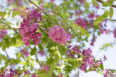 Robinia x margaretta 'Pink Cascade' haute-tige