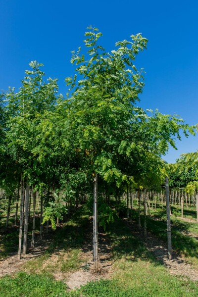 Robinia pseudoacacia haute-tige 16/18