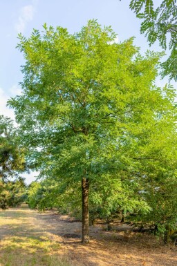 Robinia pseudoacacia haute-tige 16/18