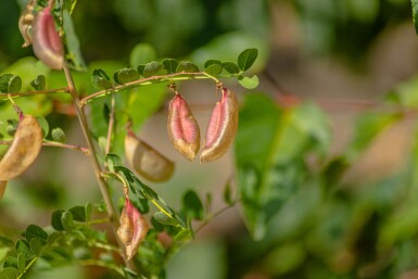 Robinia pseudoacacia haute-tige 16/18