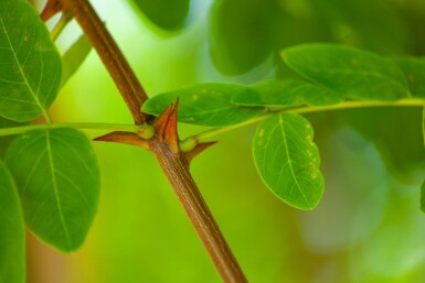 Robinia pseudoacacia haute-tige 16/18