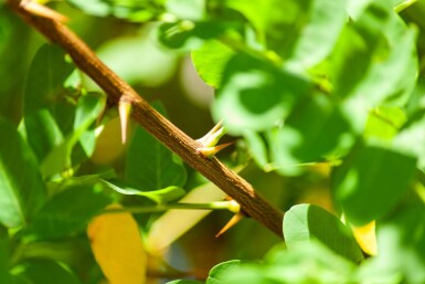 Robinia pseudoacacia haute-tige 16/18