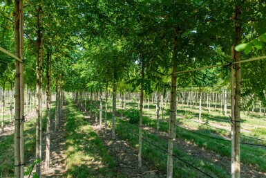 Robinia pseudoacacia haute-tige 16/18