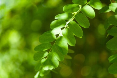 Robinia pseudoacacia haute-tige 16/18