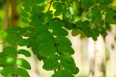 Robinia pseudoacacia haute-tige 16/18