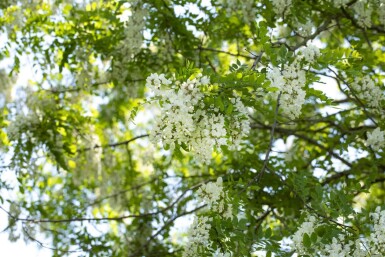 Robinia pseudoacacia cépée
