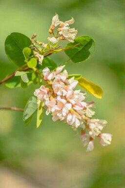 Robinia pseudoacacia cépée