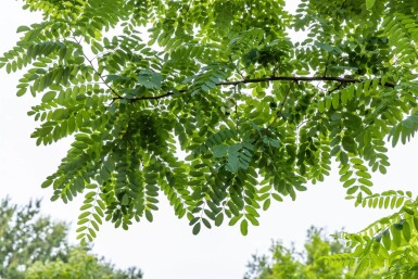Robinia pseudoacacia cépée