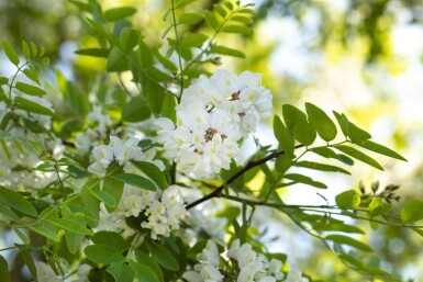 Robinia pseudoacacia cépée