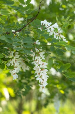 Robinia pseudoacacia cépée