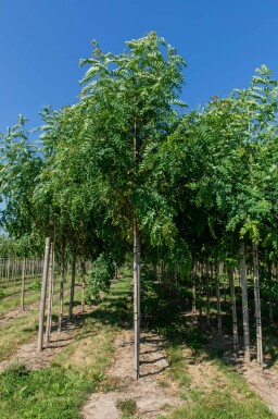 Robinia pseudoacacia 'Bessoniana' haute-tige 20/25