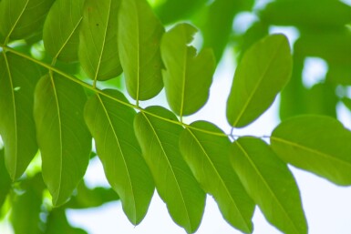 Robinia pseudoacacia 'Bessoniana' haute-tige 20/25