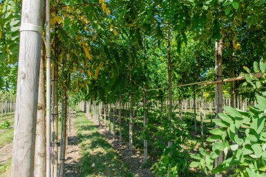 Robinia pseudoacacia 'Bessoniana' haute-tige 20/25