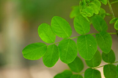 Robinia pseudoacacia 'Bessoniana' haute-tige 20/25