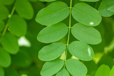Robinia pseudoacacia 'Bessoniana' haute-tige 20/25